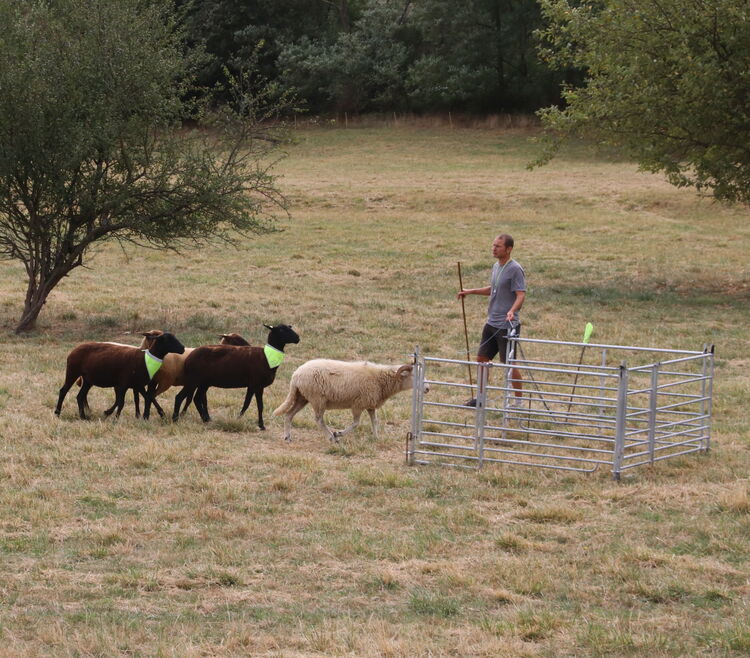 Hütehundebewerb (c) Höller